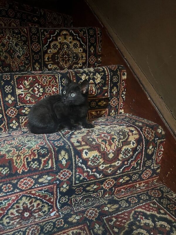 Adorable kittens looking for a loving home - Image 2 of 4
