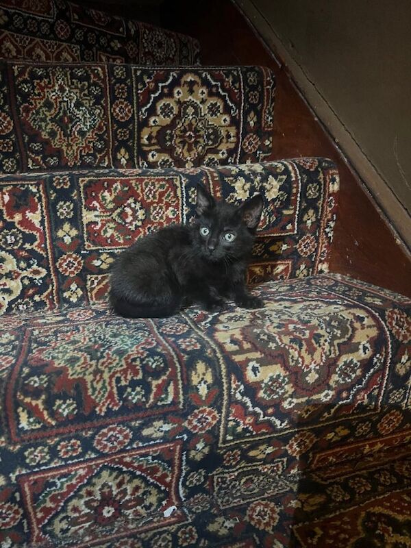 Adorable kittens looking for a loving home - Image 3 of 4