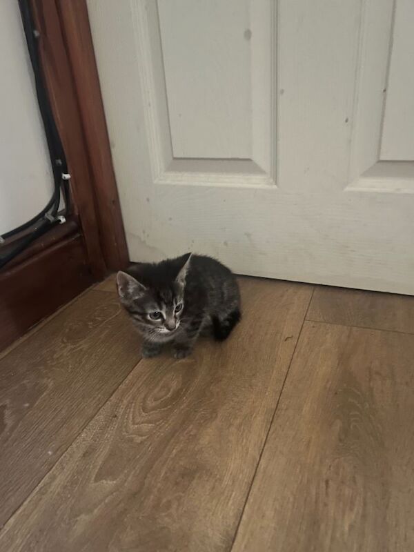 Adorable kittens looking for a loving home - Image 4 of 4
