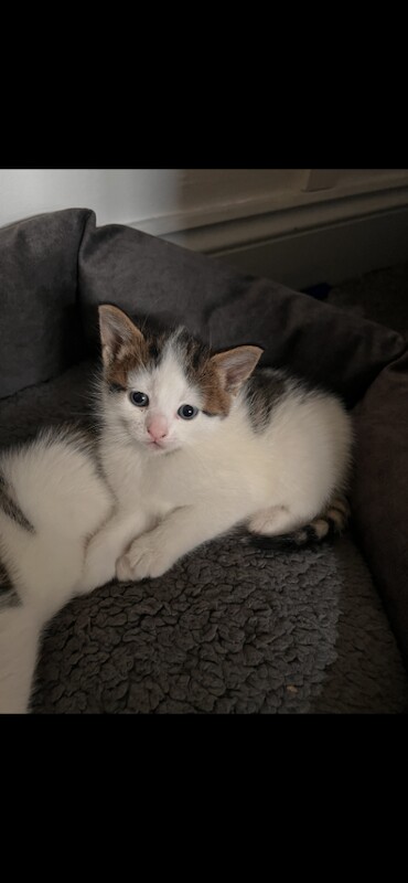 Adorable Kittens Looking for Loving Homes