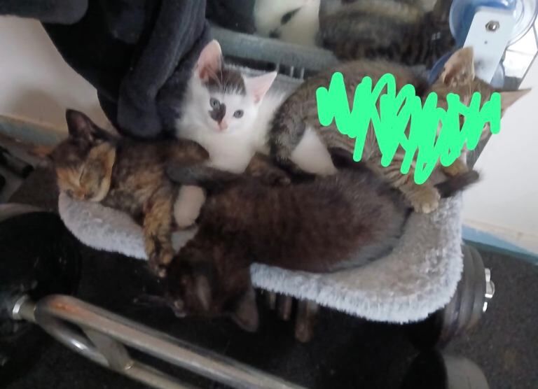 Adorable Kittens Looking for New Homes