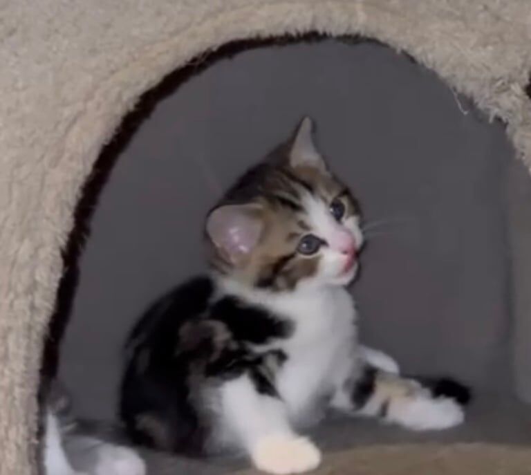 British Shorthair kittens for sale in East Acton, Greater London β 9 weeks old - Image 2 of 3