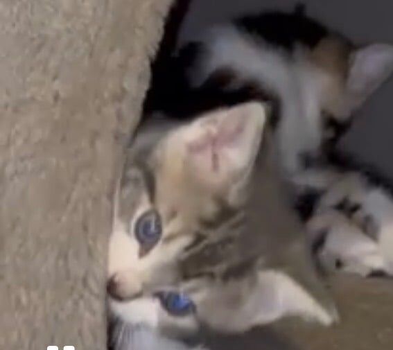 British Shorthair kittens for sale in East Acton, Greater London β 9 weeks old - Image 3 of 3