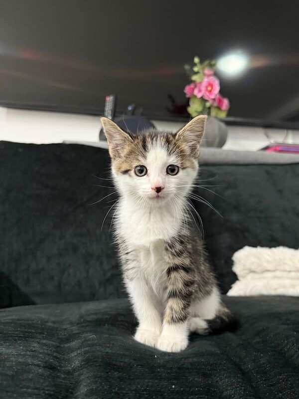British Shorthair kittens for sale in Redbridge, Greater London – 8 weeks old