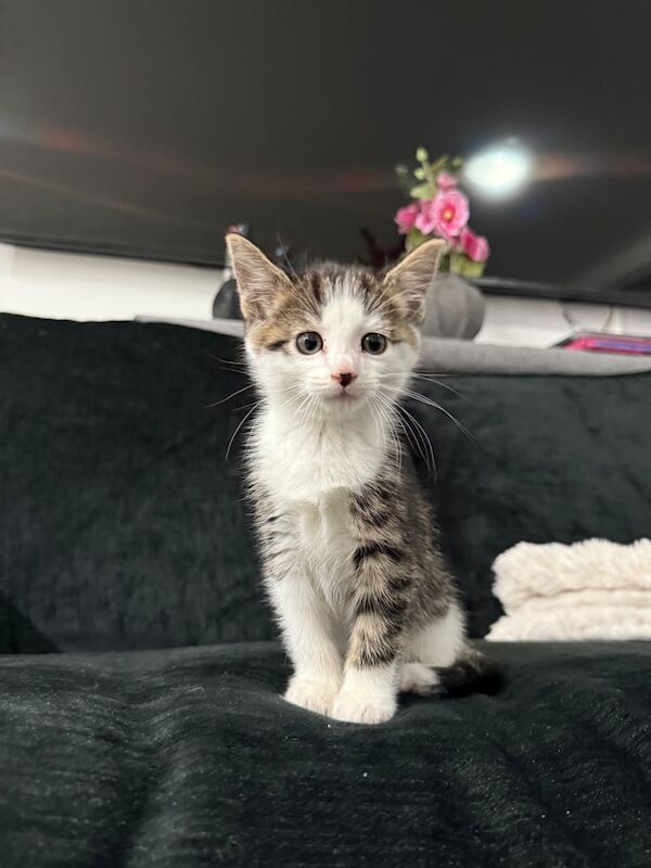 British Shorthair kittens for sale in Redbridge, Greater London – 8 weeks old - Image 2 of 3