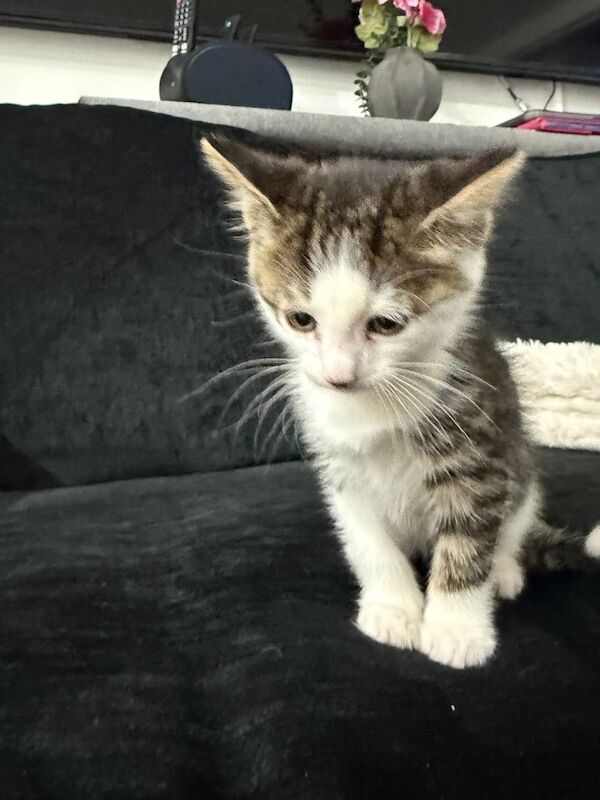 British Shorthair kittens for sale in Redbridge, Greater London – 8 weeks old - Image 3 of 3