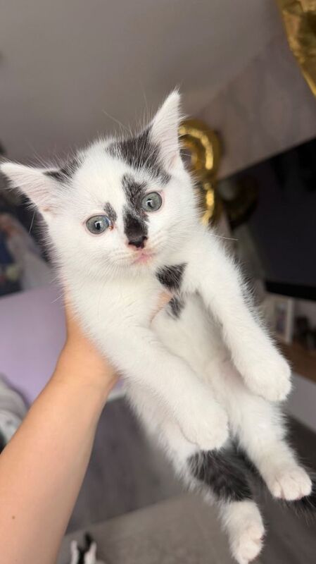 British Shorthair Kittens For Sale Under £300