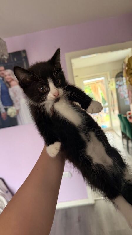 Adorable Male Kittens Looking for Their Forever Homes - Image 2 of 3