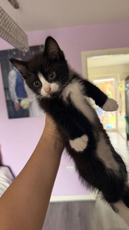 Adorable Male Kittens Looking for Their Forever Homes - Image 3 of 3