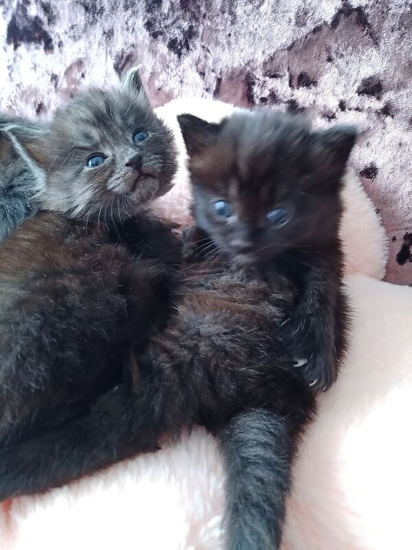 British Shorthair kittens for sale in Houghton Regis, Bedfordshire – 10 weeks old