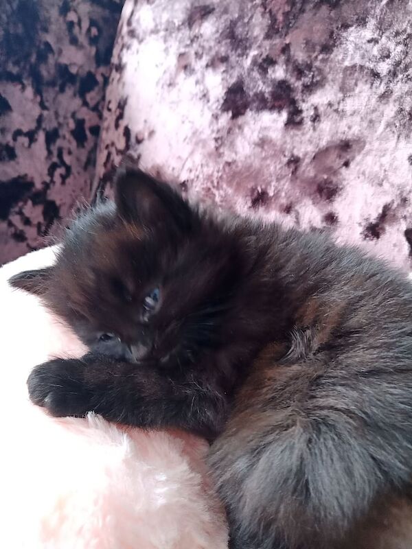 British Shorthair kittens for sale in Houghton Regis, Bedfordshire – 10 weeks old - Image 2 of 3
