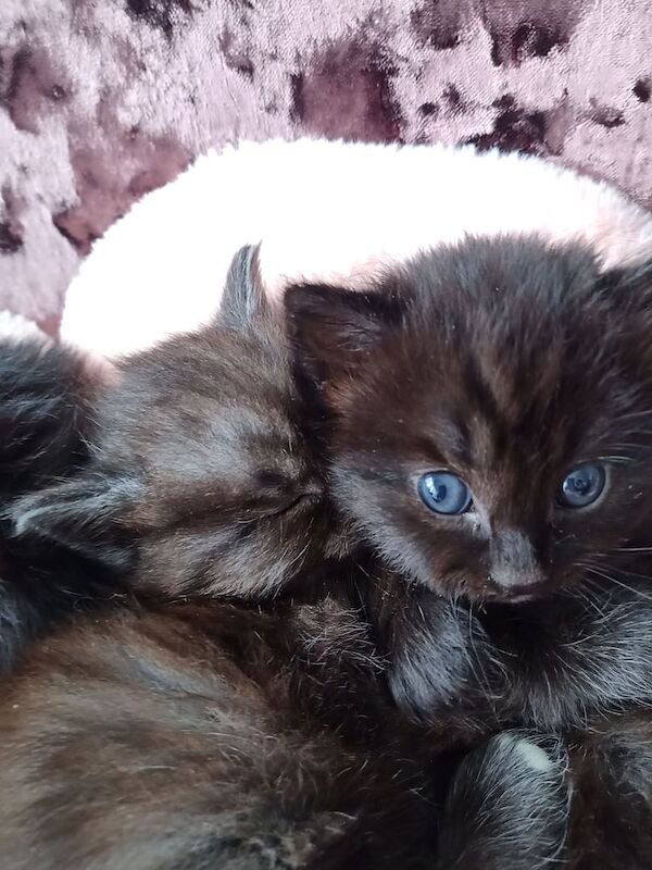 British Shorthair kittens for sale in Houghton Regis, Bedfordshire – 10 weeks old - Image 3 of 3