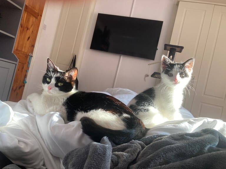 British Shorthair kittens for sale in Blaydon, Tyne and Wear – 1 year old