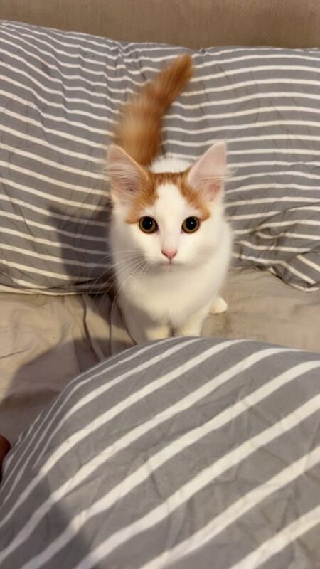 British Shorthair kittens for sale in King's Heath, West Midlands – 10 weeks old