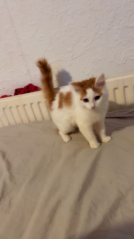 British Shorthair kittens for sale in King's Heath, West Midlands – 3 months old - Image 2 of 5