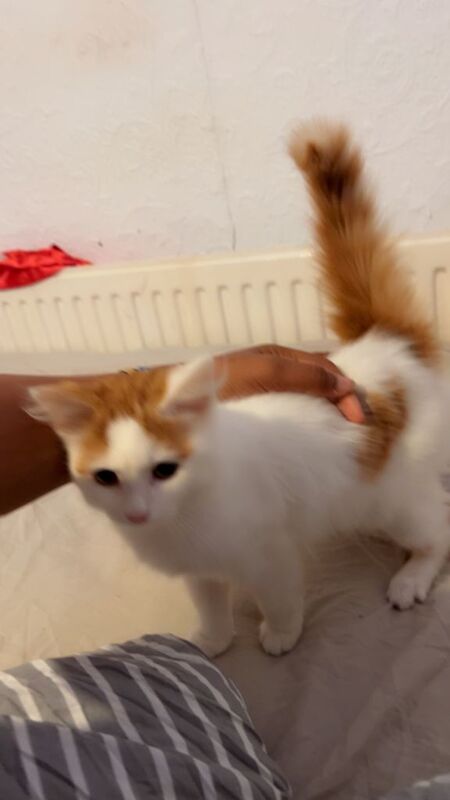 British Shorthair kittens for sale in King's Heath, West Midlands – 3 months old - Image 3 of 5