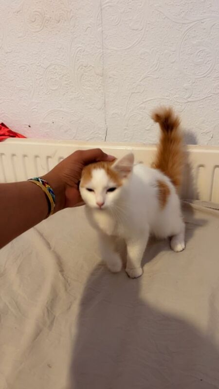 British Shorthair kittens for sale in King's Heath, West Midlands – 3 months old - Image 4 of 5