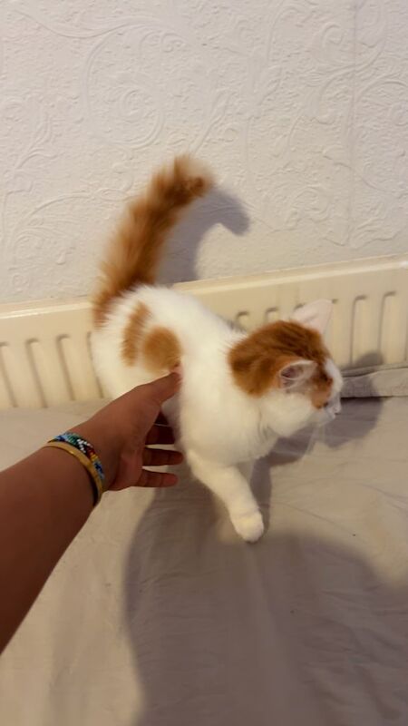 British Shorthair kittens for sale in King's Heath, West Midlands – 3 months old - Image 5 of 5