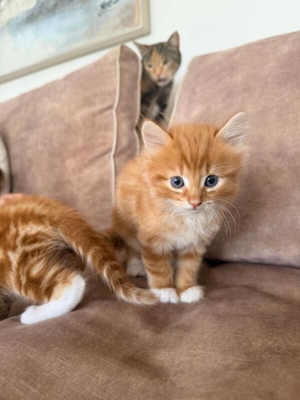 British Shorthair Kittens For Sale