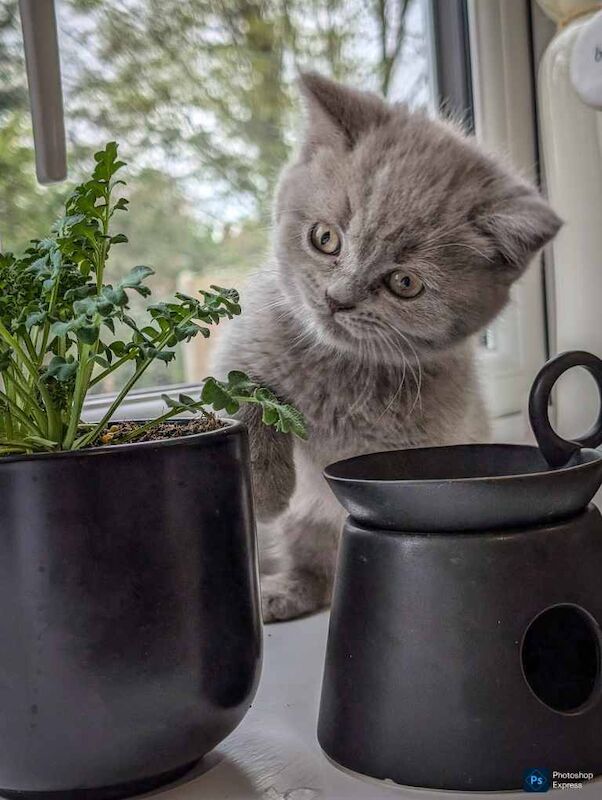 Adorable Silver British Shorthair Kitten for sale - Image 2 of 3