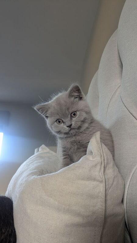 Adorable Silver British Shorthair Kitten for sale - Image 3 of 3