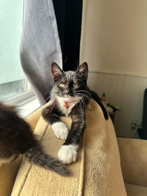 British Shorthair kittens for sale in Heathrow, London – 11 weeks old