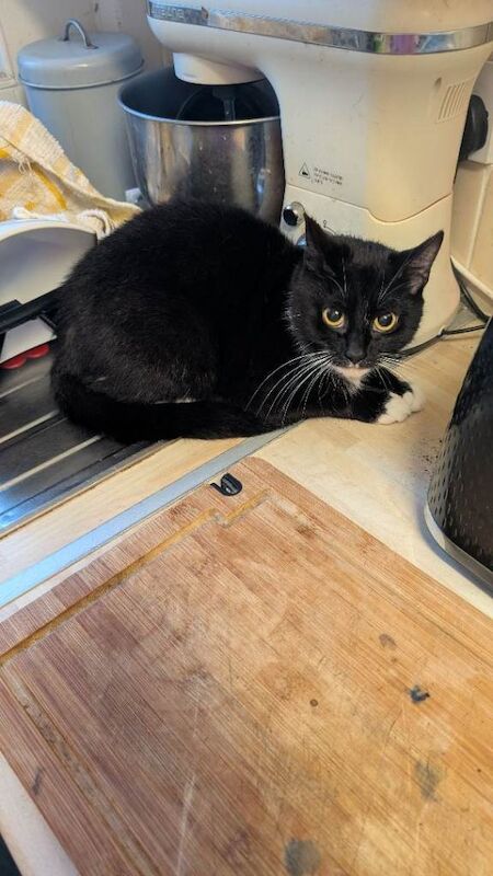 adult cat - Image 2 of 2