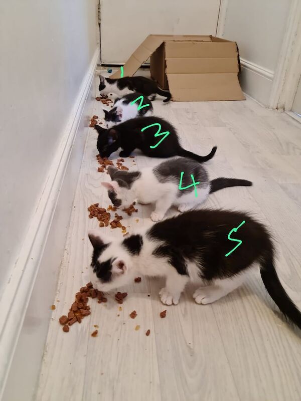 British Shorthair kittens for sale in Lewisham, Greater London – 10 months old