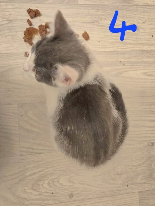 Affectionate kittens for sale - Image 2 of 3