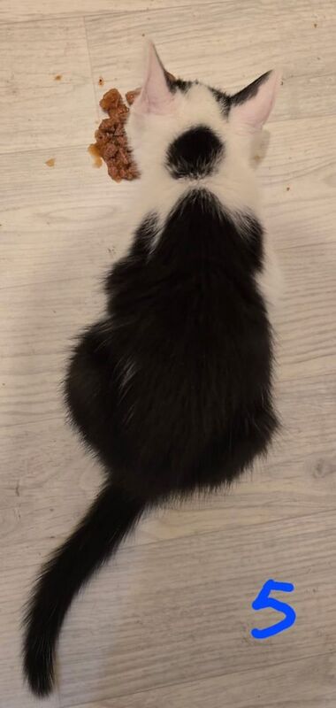 Affectionate kittens for sale - Image 3 of 3