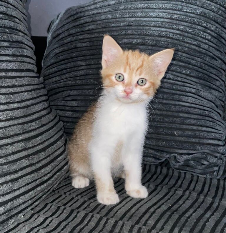 Kittens- ready to leave for sale in Methil, Fife