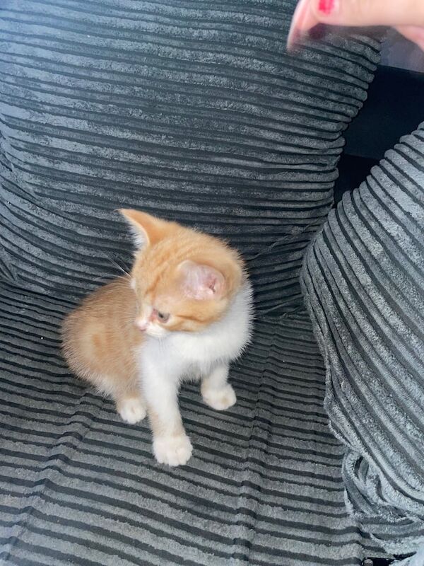 British Shorthair kittens for sale in Methil, Fife – 9 months old - Image 2 of 2