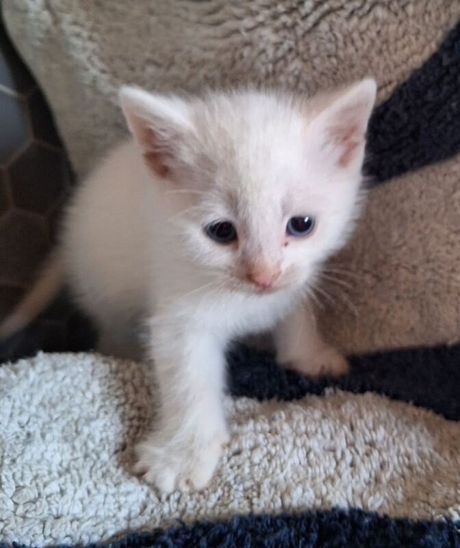 All white kittens for sale in Hillsborough, County Down