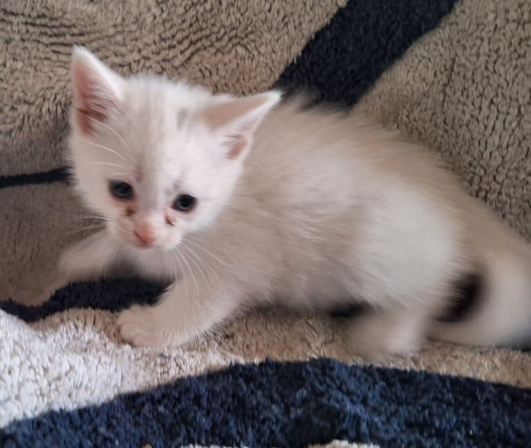 All white kittens for sale in Hillsborough, County Down - Image 2