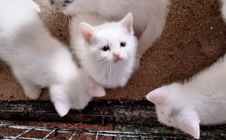 All white kittens for sale in Hillsborough, County Down - Image 3