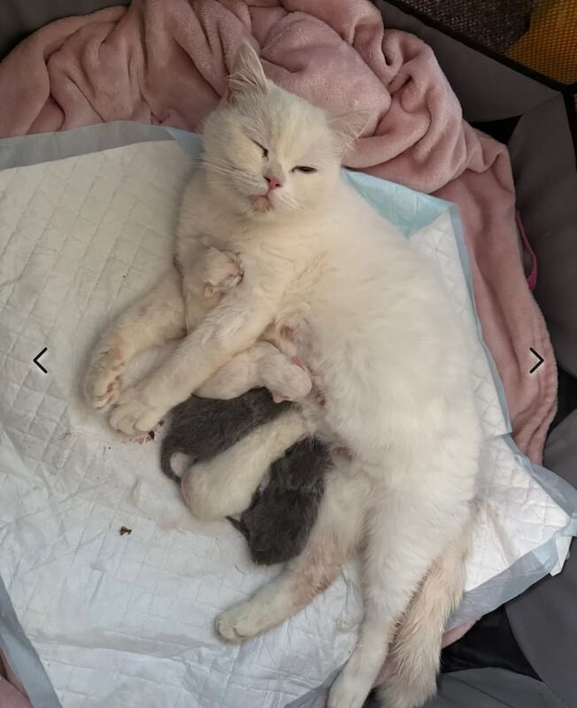 British Shorthair kittens for sale in Leicester, Leicestershire – 1 year old - Image 2 of 3