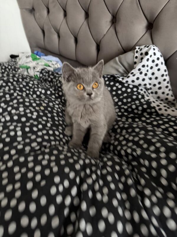 British Shorthair kittens for sale in Leicester, Leicestershire – 1 year old - Image 3 of 3