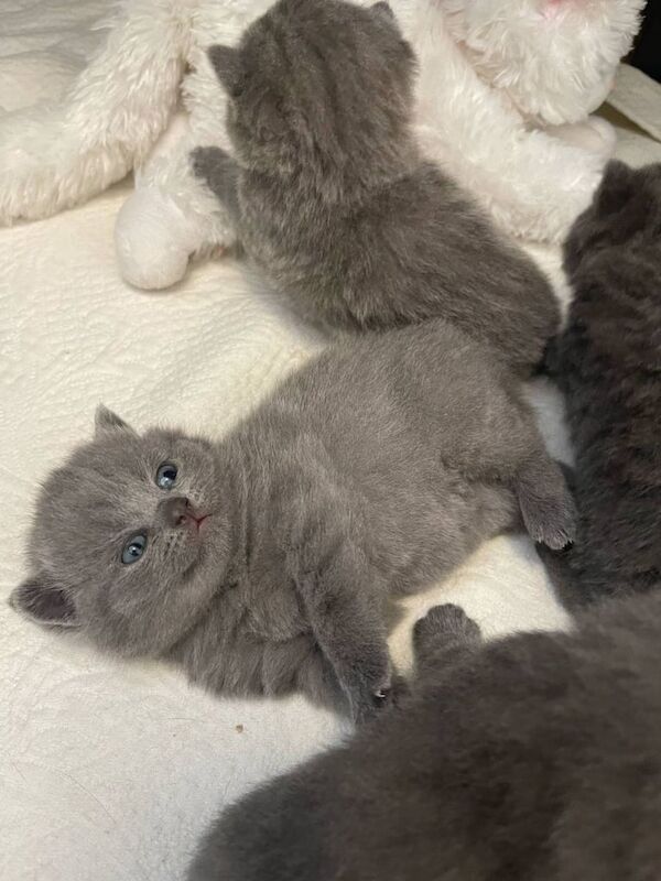 Amazing British Shorthair kittens for sale in Corby, Northamptonshire | Image 2