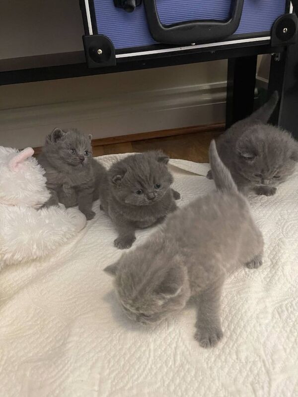 Amazing British Shorthair kittens for sale in Corby, Northamptonshire | Image 3