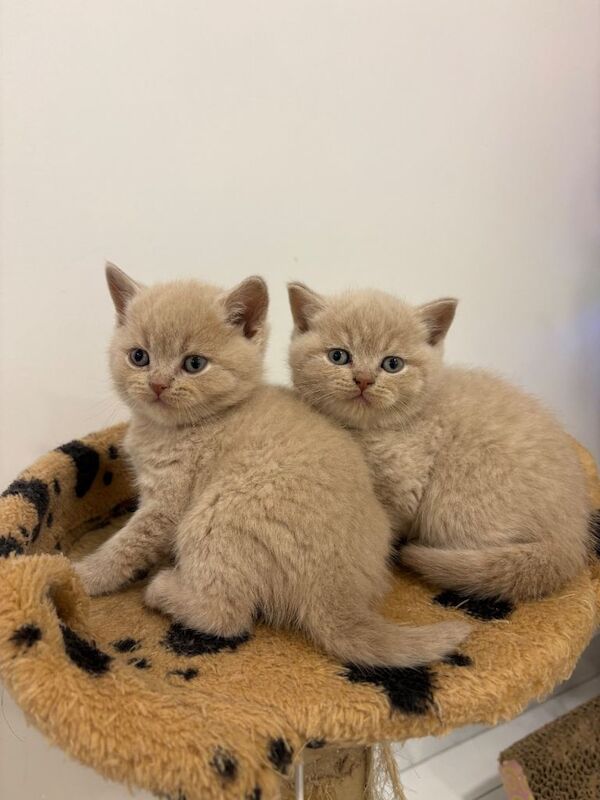 British Shorthair kittens for sale in Blackley, Greater Manchester – 9 weeks old