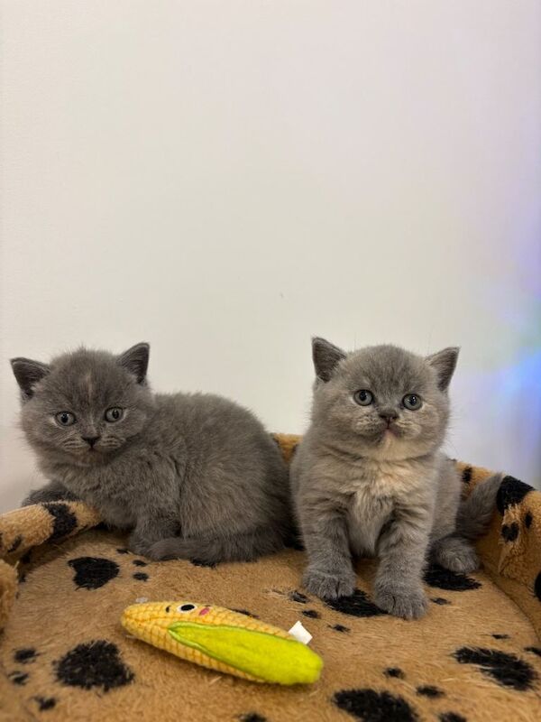 British Shorthair kittens for sale in Blackley, Greater Manchester β 7 weeks old - Image 2 of 3