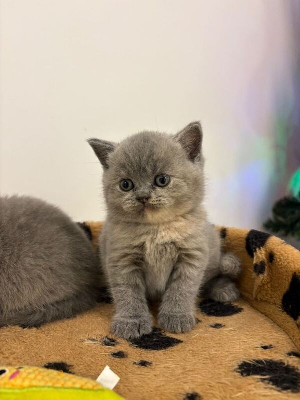 British Shorthair kittens for sale in Blackley, Greater Manchester β 7 weeks old - Image 3 of 3