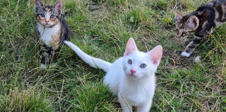 British Shorthair kittens for sale in Ottery St Mary, Devon β 10 weeks old
