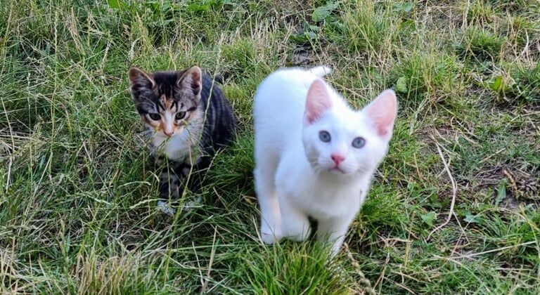 British Shorthair kittens for sale in Ottery St Mary, Devon – 10 weeks old - Image 2 of 3