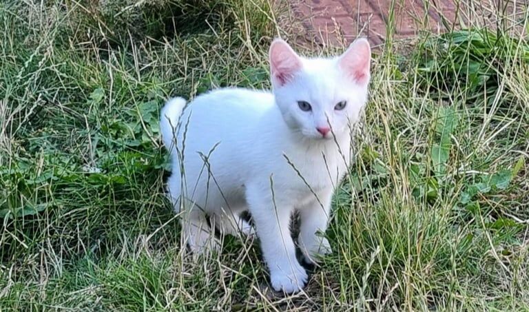 British Shorthair kittens for sale in Ottery St Mary, Devon – 10 weeks old - Image 3 of 3