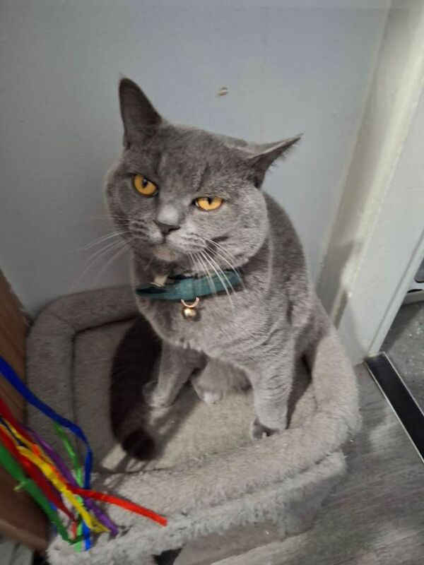 Awesome Male British Shothair Cat