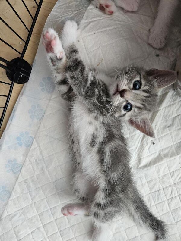 British Shorthair Kittens For Sale Under £300