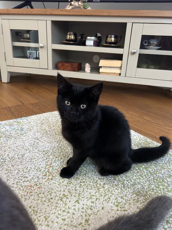 Baby kitten for sale in Luton, Bedfordshire