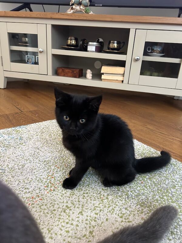 British Shorthair kittens for sale in Luton, Bedfordshire – 10 months old - Image 2 of 3