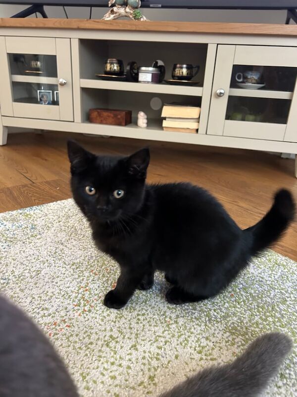 British Shorthair kittens for sale in Luton, Bedfordshire – 10 months old - Image 3 of 3